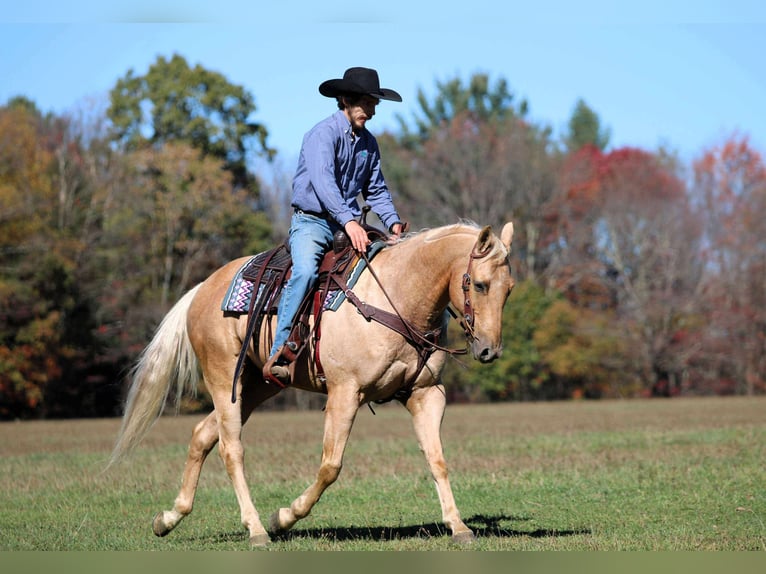 Caballo cuarto de milla Caballo castrado 9 años 152 cm Palomino in Clarion Caballo cuarto de milla Caballo castrado 9 años 152 cm Palomino in Clarion