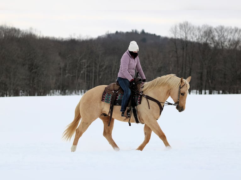 Caballo cuarto de milla Caballo castrado 9 años 152 cm Palomino in Clarion