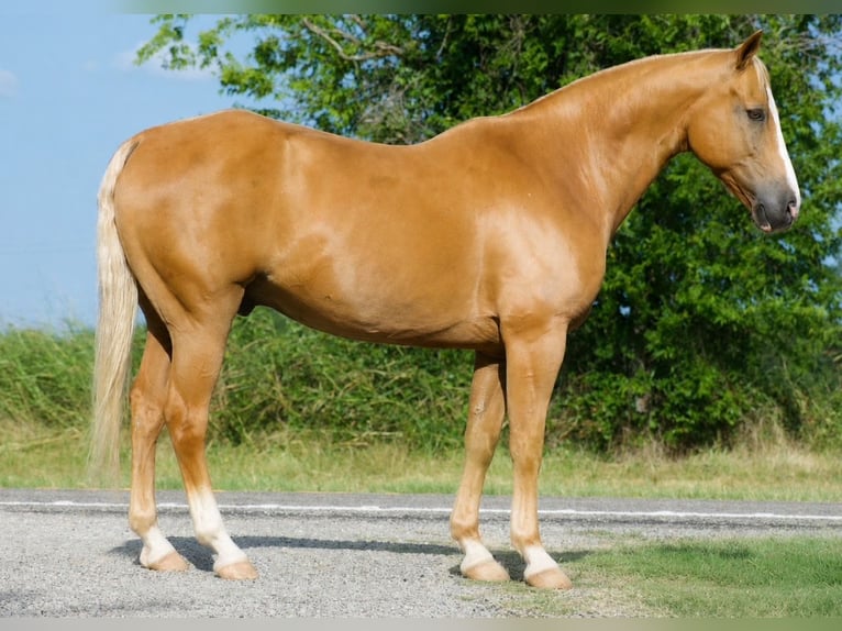 Caballo cuarto de milla Caballo castrado 9 años 152 cm Palomino in Sulphur Springs