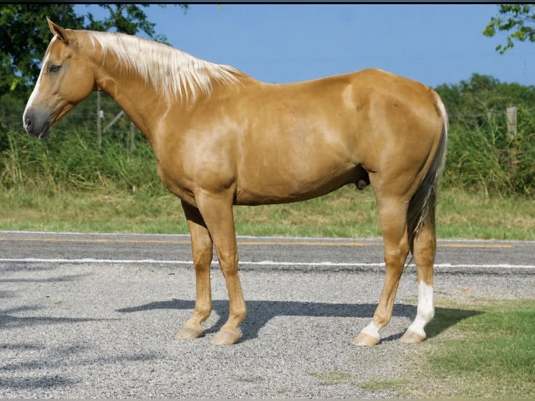 Caballo cuarto de milla Caballo castrado 9 años 152 cm Palomino in Sulphur Springs