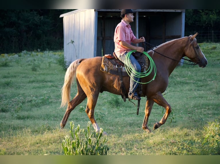 Caballo cuarto de milla Caballo castrado 9 años 152 cm Palomino in Sulphur Springs