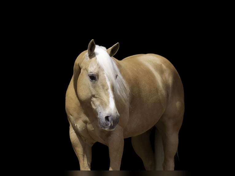Caballo cuarto de milla Caballo castrado 9 años 152 cm Palomino in Nevis
