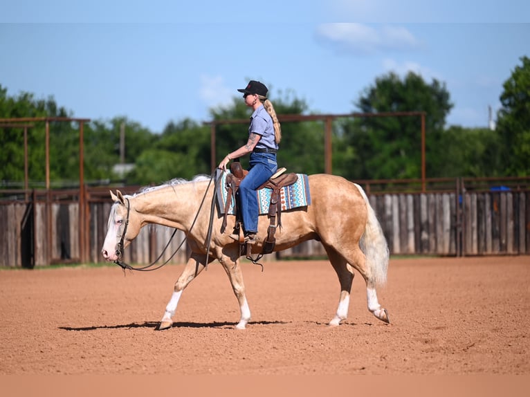 Caballo cuarto de milla Caballo castrado 9 años 152 cm Palomino in Waco