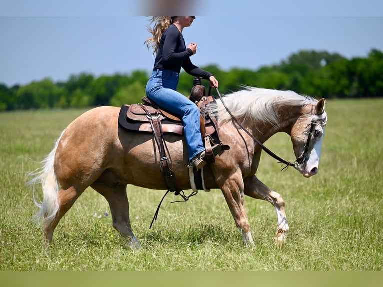 Caballo cuarto de milla Caballo castrado 9 años 152 cm Palomino in Waco