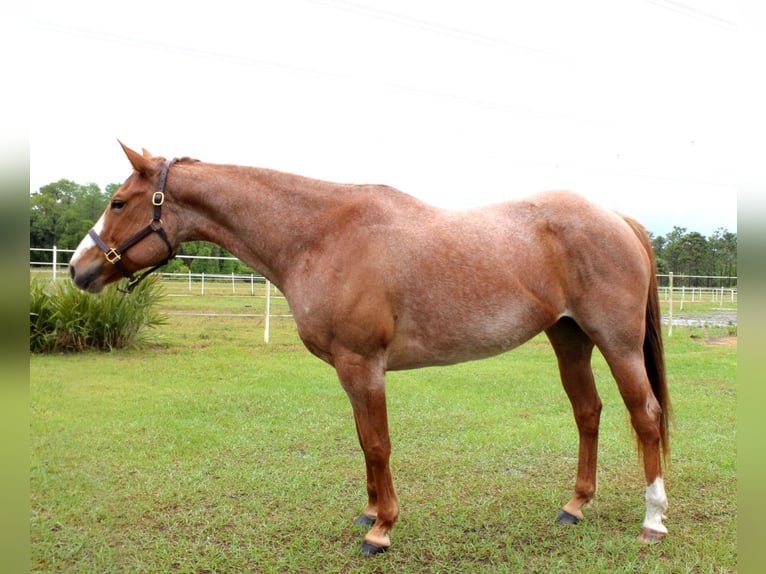 Caballo cuarto de milla Caballo castrado 9 años 152 cm Ruano alazán in Christmas FL