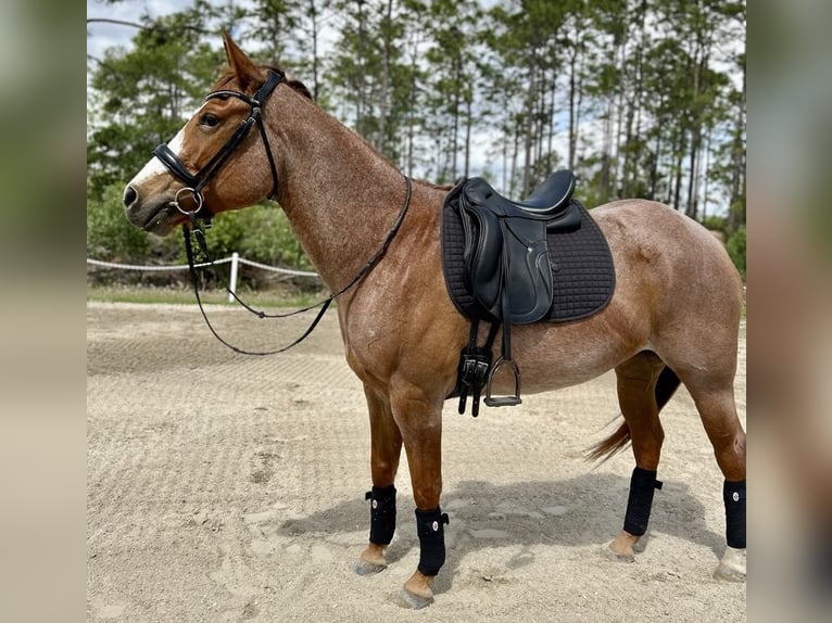 Caballo cuarto de milla Caballo castrado 9 años 152 cm Ruano alazán in Christmas FL
