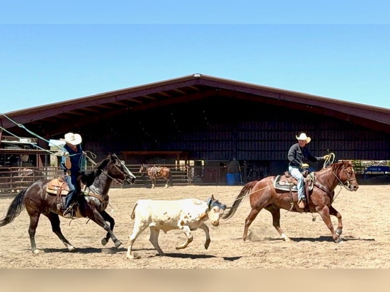 Caballo cuarto de milla Caballo castrado 9 años 152 cm Ruano alazán in Cave Creek, AZ