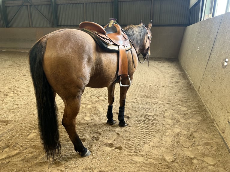 Caballo cuarto de milla Caballo castrado 9 años 154 cm Red Dun/Cervuno in Burgthann