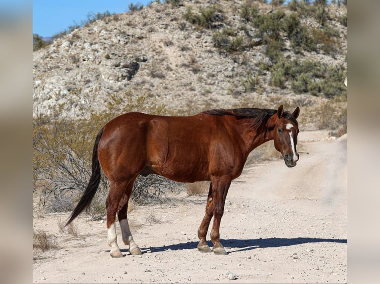 Caballo cuarto de milla Caballo castrado 9 años 155 cm Alazán-tostado in Camp Verde AZ