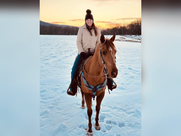 Caballo cuarto de milla Caballo castrado 9 años 155 cm Alazán-tostado in Jersey Shore PA