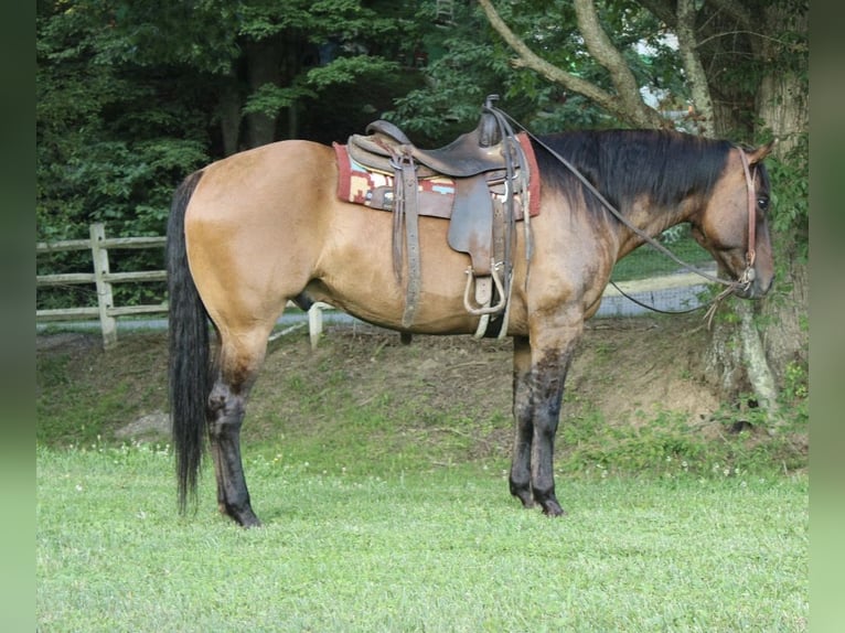 Caballo cuarto de milla Caballo castrado 9 años 155 cm Bayo in Salem