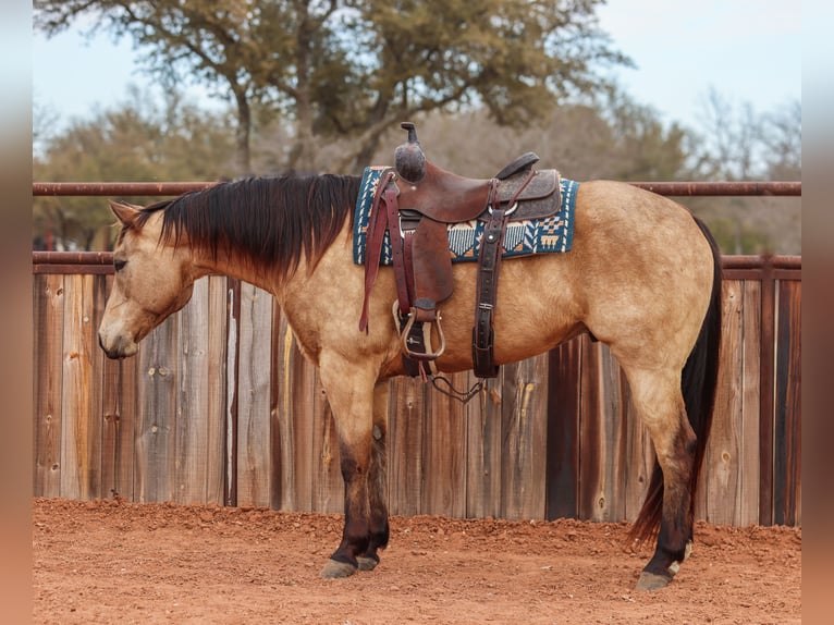Caballo cuarto de milla Caballo castrado 9 años 155 cm Buckskin/Bayo in Ranger