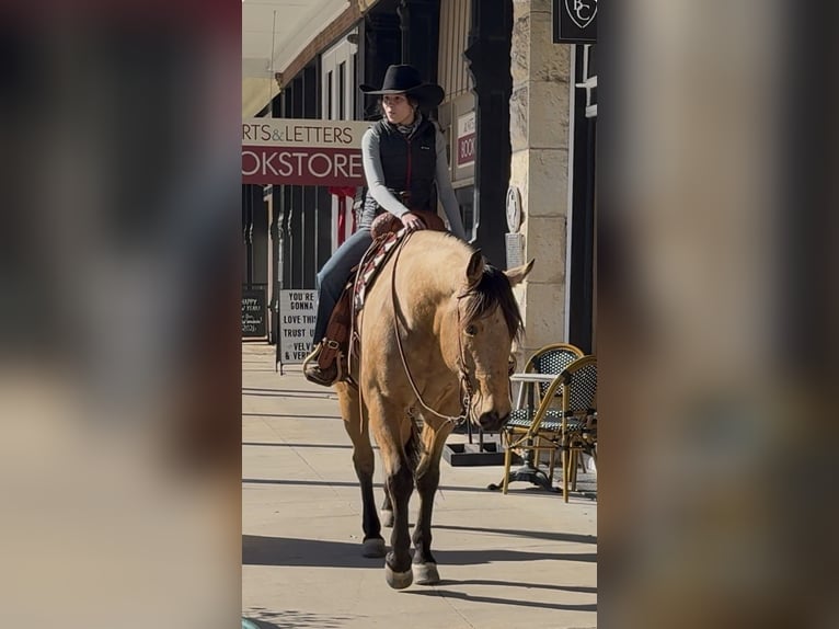 Caballo cuarto de milla Caballo castrado 9 años 155 cm Buckskin/Bayo in Weatherford