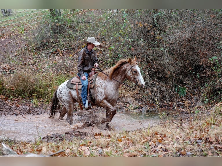 Caballo cuarto de milla Caballo castrado 9 años 155 cm  in Needmore