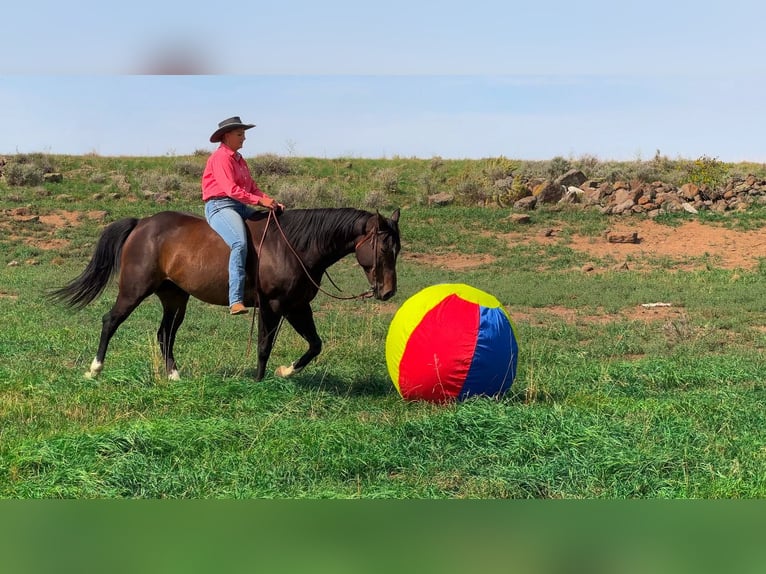 Caballo cuarto de milla Caballo castrado 9 años 155 cm Castaño in Saint Anthony