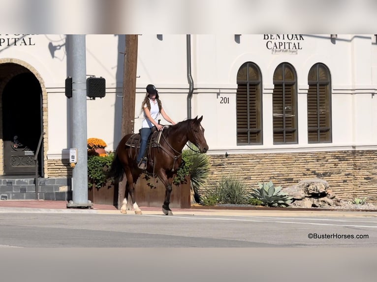 Caballo cuarto de milla Caballo castrado 9 años 155 cm Castaño rojizo in Weatherford Tx