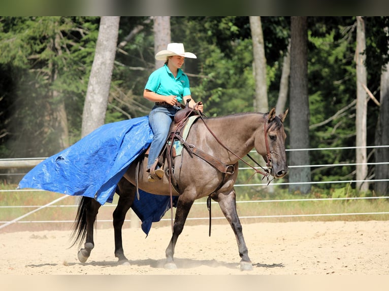 Caballo cuarto de milla Caballo castrado 9 años 155 cm Grullo in Clarion