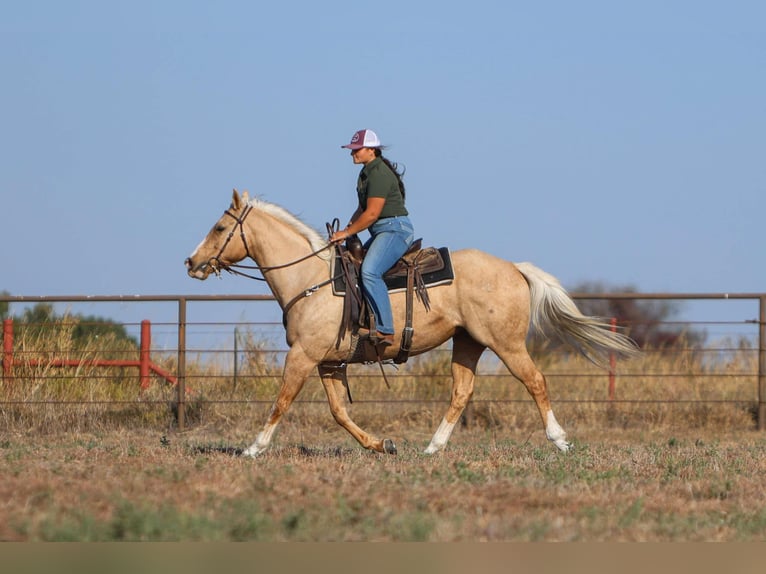Caballo cuarto de milla Caballo castrado 9 años 155 cm Palomino in Granbury TX