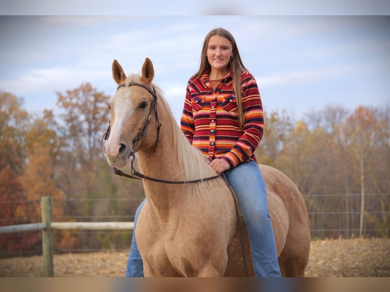 Caballo cuarto de milla Caballo castrado 9 años 155 cm Palomino in Saint Joe
