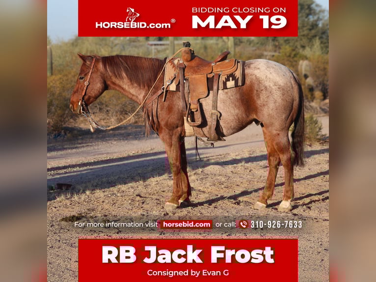 Caballo cuarto de milla Caballo castrado 9 años 155 cm Ruano alazán in Simi Valley, CA