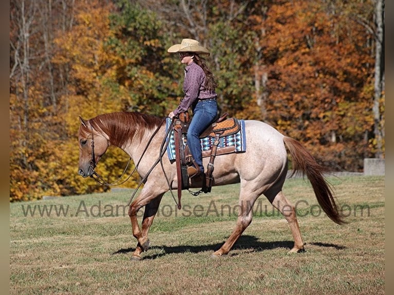 Caballo cuarto de milla Caballo castrado 9 años 155 cm Ruano alazán in Mount Vernon