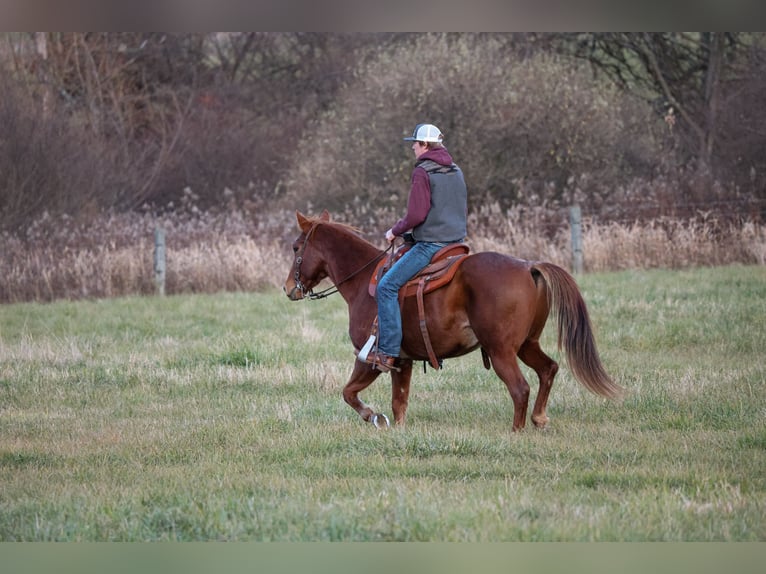Caballo cuarto de milla Caballo castrado 9 años 155 cm Ruano alazán in Needmore