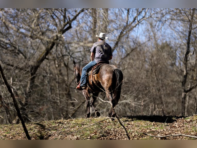 Caballo cuarto de milla Caballo castrado 9 años 155 cm Ruano azulado in Santa Fe, TN
