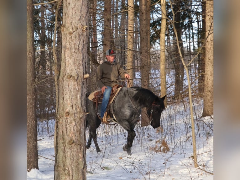 Caballo cuarto de milla Caballo castrado 9 años 155 cm Ruano azulado in Howell