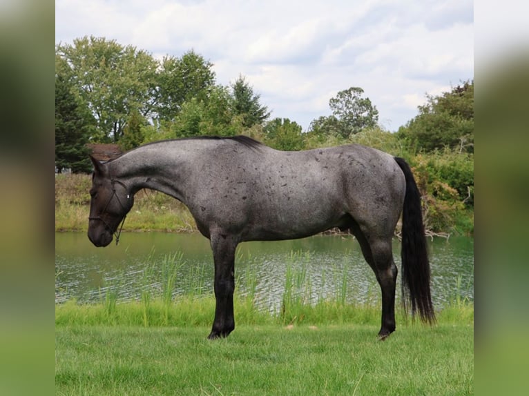Caballo cuarto de milla Caballo castrado 9 años 155 cm Ruano azulado in Howell