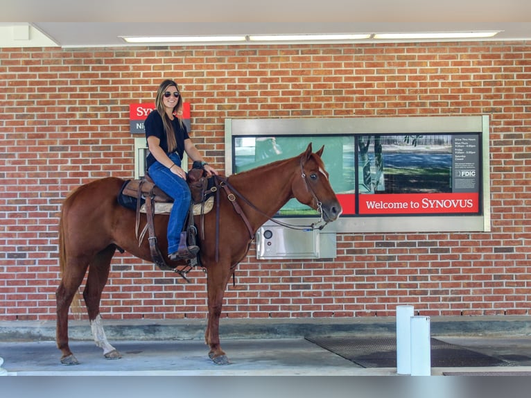 Caballo cuarto de milla Caballo castrado 9 años 157 cm Alazán-tostado in Boston GA