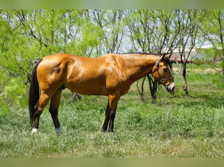 Caballo cuarto de milla Caballo castrado 9 años 157 cm Bayo in Bowie, TX
