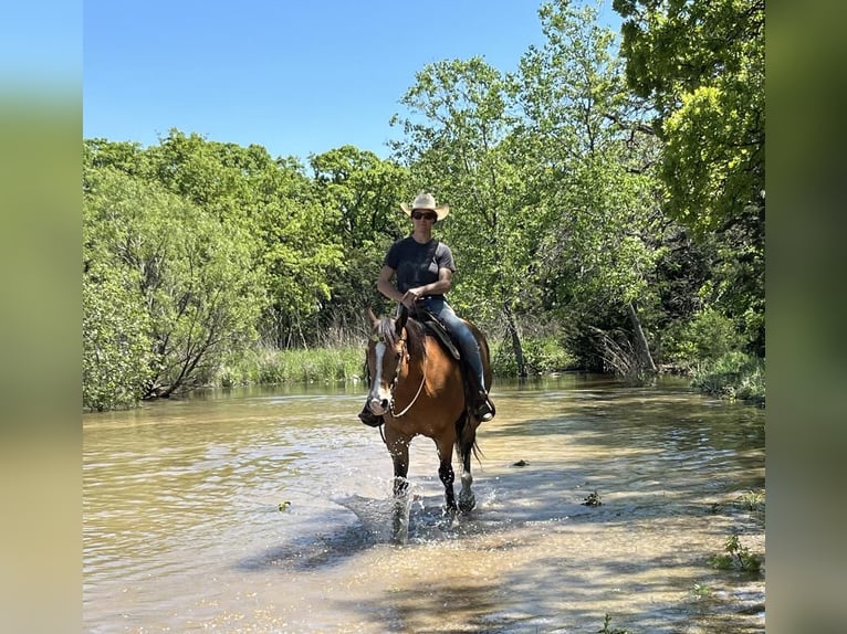 Caballo cuarto de milla Caballo castrado 9 años 157 cm Bayo in Bowie, TX