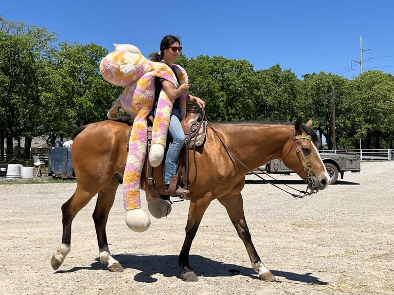 Caballo cuarto de milla Caballo castrado 9 años 157 cm Bayo in Bowie, TX