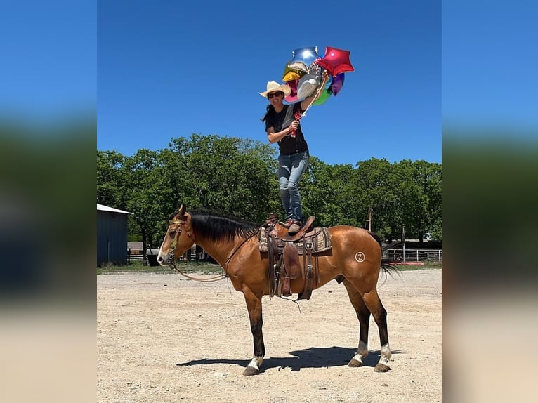 Caballo cuarto de milla Caballo castrado 9 años 157 cm Bayo in Bowie, TX