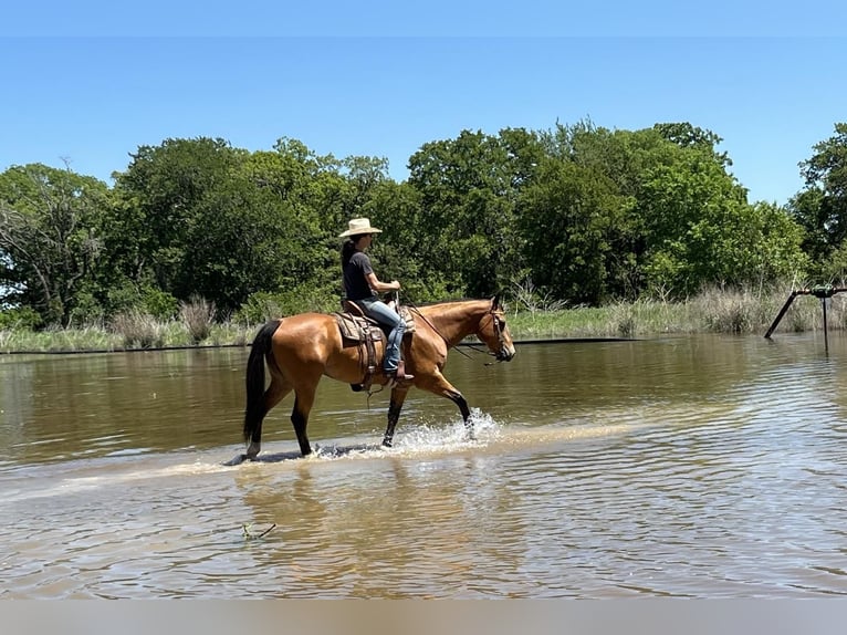 Caballo cuarto de milla Caballo castrado 9 años 157 cm Bayo in Bowie, TX
