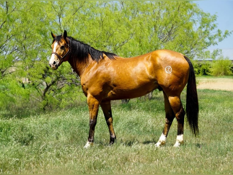 Caballo cuarto de milla Caballo castrado 9 años 157 cm Bayo in Bowie, TX
