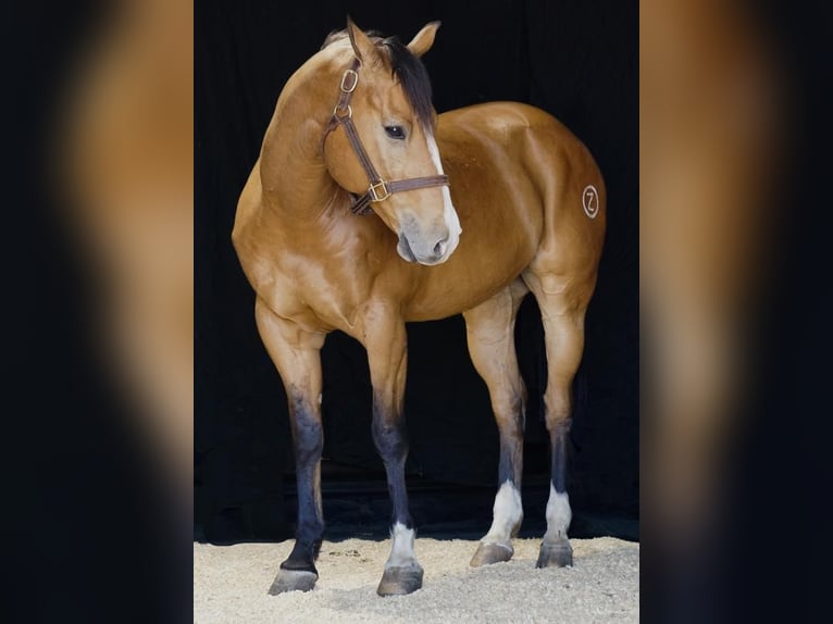 Caballo cuarto de milla Caballo castrado 9 años 157 cm Bayo in Bowie, TX