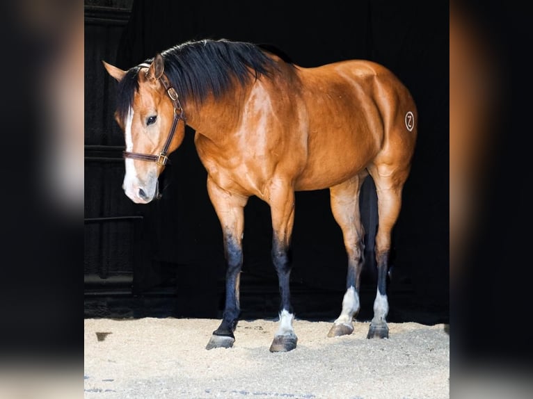Caballo cuarto de milla Caballo castrado 9 años 157 cm Bayo in Bowie, TX