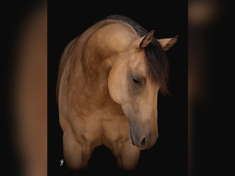 Caballo cuarto de milla Caballo castrado 9 años 157 cm Buckskin/Bayo in Weatherford