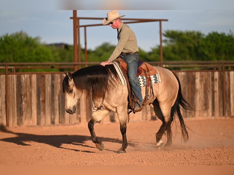 Caballo cuarto de milla Caballo castrado 9 años 157 cm Buckskin/Bayo in Weatherford