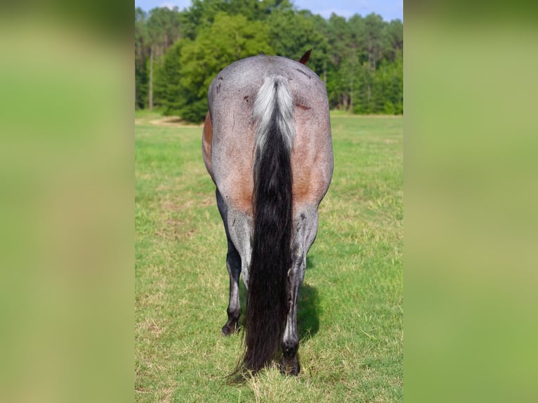 Caballo cuarto de milla Caballo castrado 9 años 157 cm Castaño-ruano in Baldwyn, MS