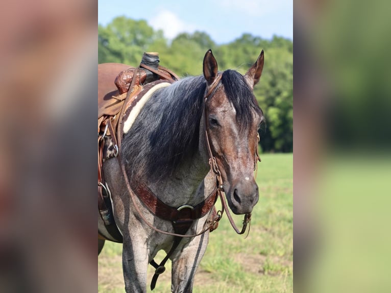 Caballo cuarto de milla Caballo castrado 9 años 157 cm Castaño-ruano in Baldwyn, MS