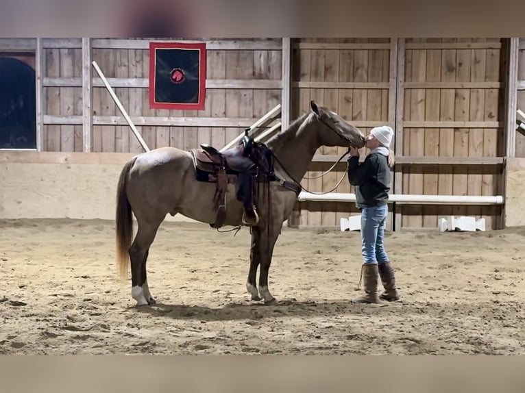 Caballo cuarto de milla Caballo castrado 9 años 157 cm Champán in Middleboro