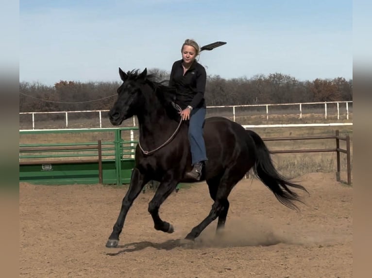 Caballo cuarto de milla Caballo castrado 9 años 157 cm Negro in Mineral Wells TX