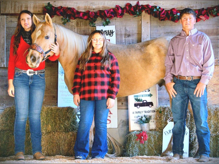 Caballo cuarto de milla Caballo castrado 9 años 157 cm Palomino in Saint Joe