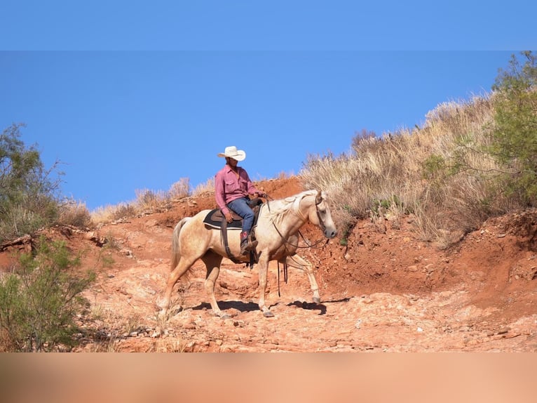 Caballo cuarto de milla Caballo castrado 9 años 157 cm Palomino in Canyon, TX