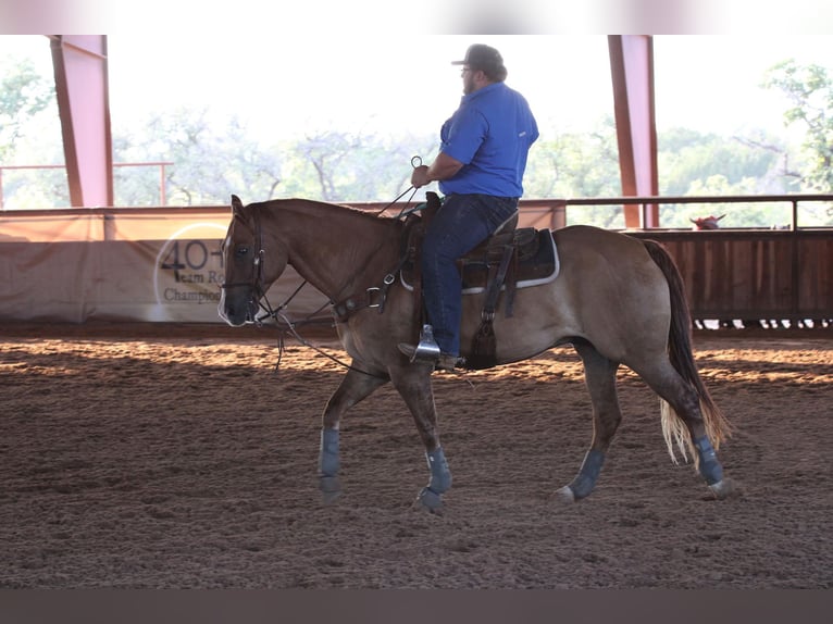 Caballo cuarto de milla Caballo castrado 9 años 157 cm Red Dun/Cervuno in Breckenridge TX