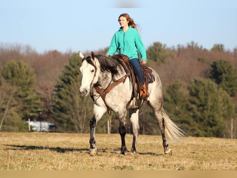 Caballo cuarto de milla Caballo castrado 9 años 157 cm Tordo rodado in Brookville, PA