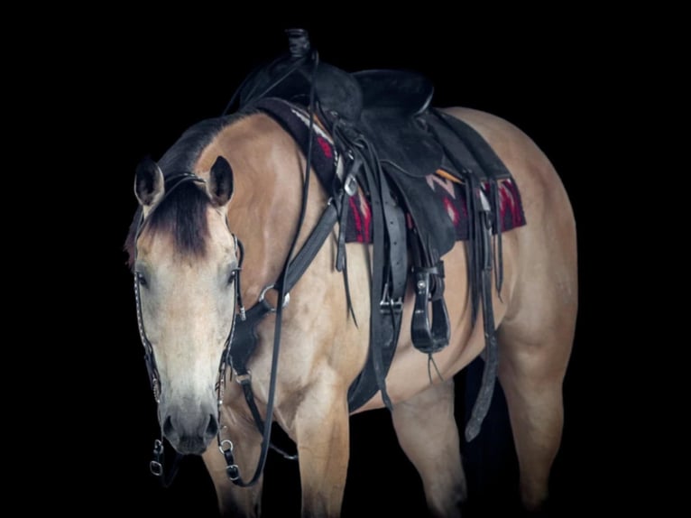 Caballo cuarto de milla Caballo castrado 9 años 160 cm Buckskin/Bayo in Clarion, PA