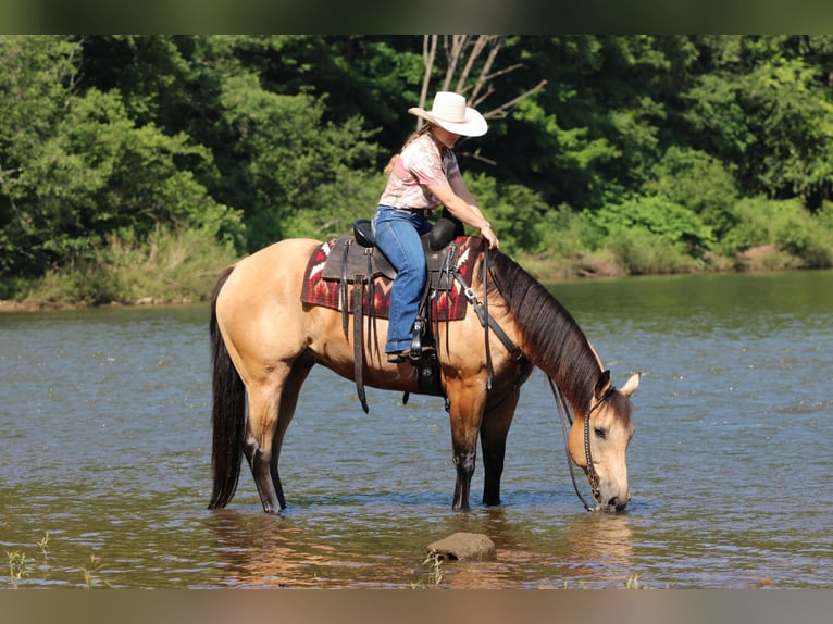 Caballo cuarto de milla Caballo castrado 9 años 160 cm Buckskin/Bayo in Clarion, PA